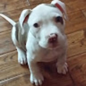 Meet your Posher, Ed